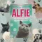 Mindenki macskája, Alfie - Egy állati jó pszichológus kalandjai